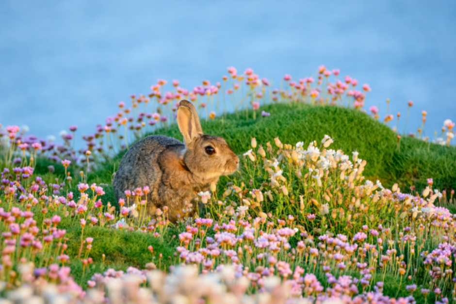 Hase 1.png Hase 1.png